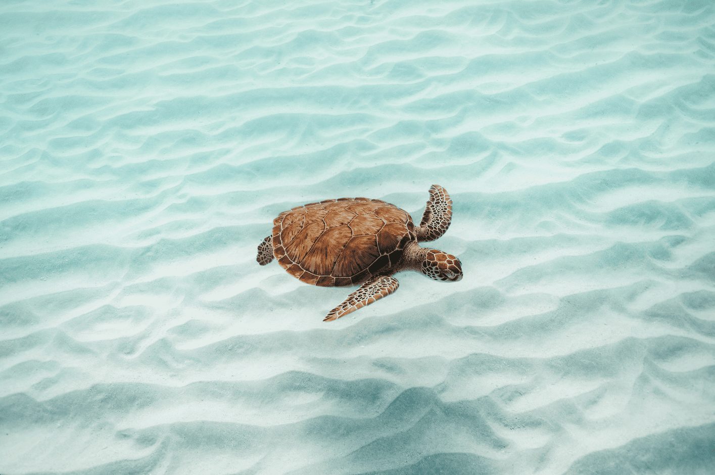 Preserving Paradise: How Aruba Protects Its Beaches, Marine Life & Turtles